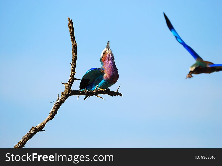 Lilac-Breasted Roller (Coracias caudatus)