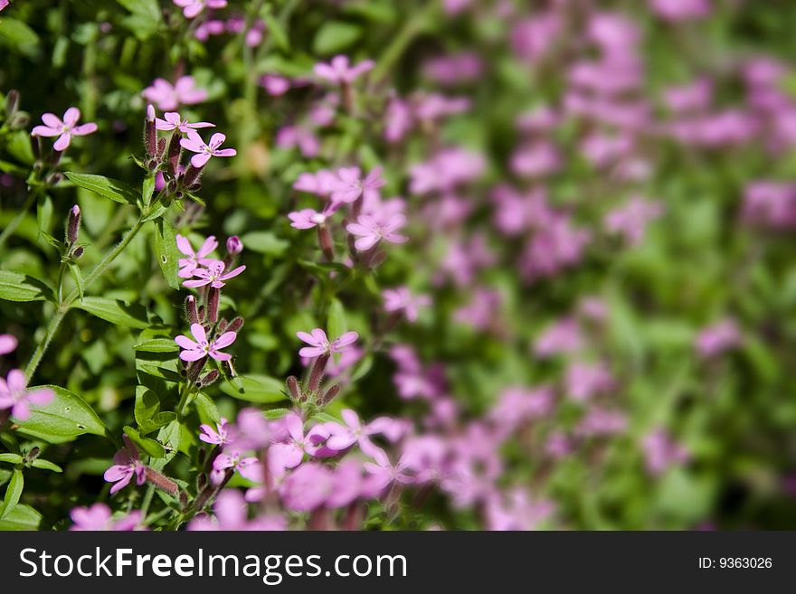 Closeup of pink wild flowers with background out of focus.