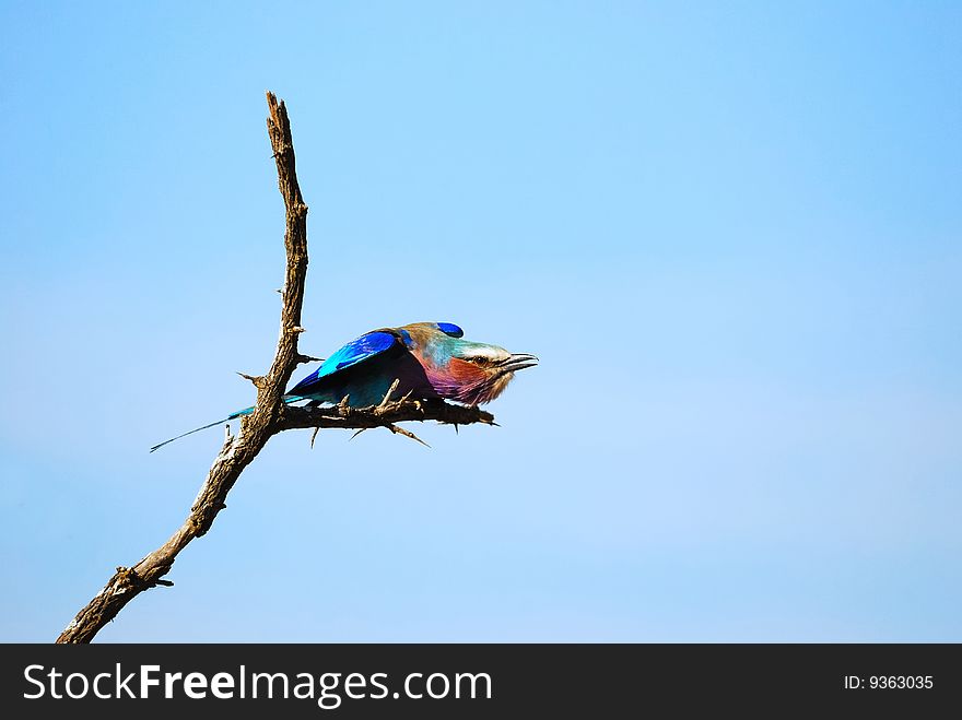 Lilac-Breasted Roller (Coracias Caudatus)