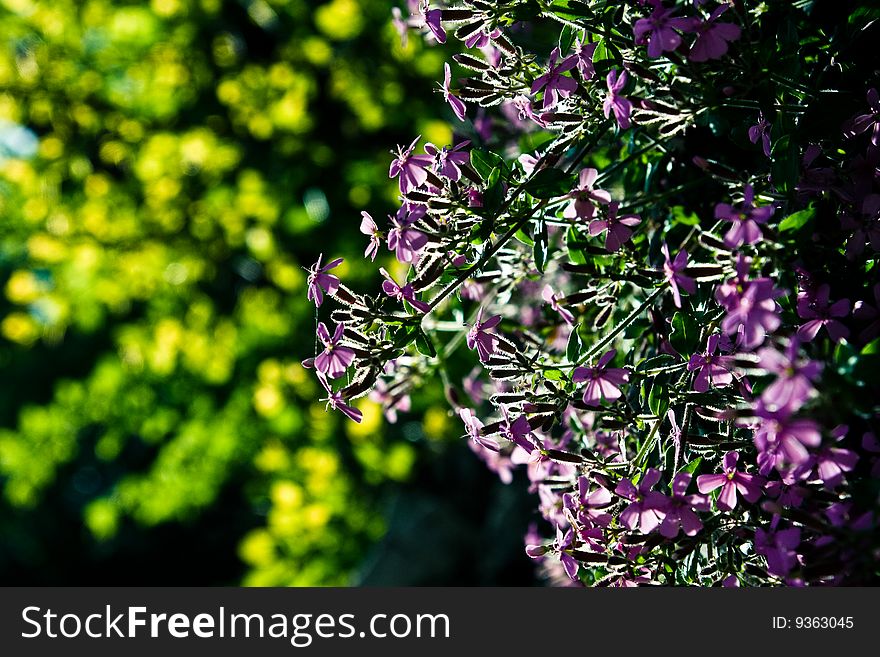 Image of pink wild flowers on a green trees background.