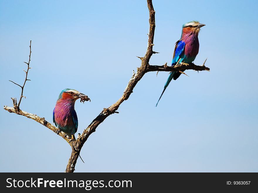 The Lilac-breasted Roller (Coracias caudatus) is a member of the roller family of birds. It is widely distributed in sub-Saharan Africa and the southern Arabian Peninsula, preferring open woodland and savanna; it is largely absent from treeless places.