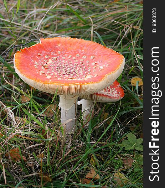 Fly-agaric, toxic mushroom, red with white dots. Fly-agaric, toxic mushroom, red with white dots