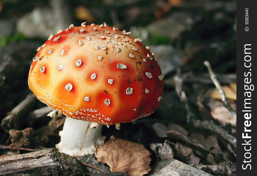 Fly-agaric, toxic mushroom, red with white dots. Fly-agaric, toxic mushroom, red with white dots