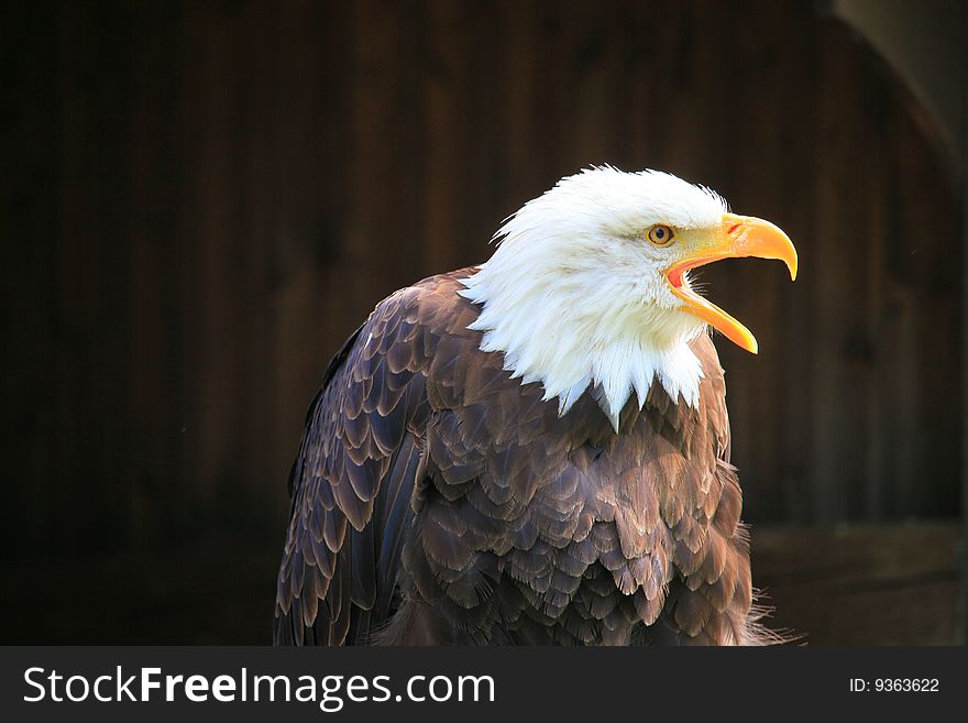 A photo of a white tailed eagle