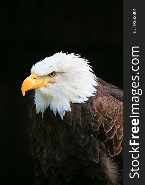 A photo of a white tailed eagle