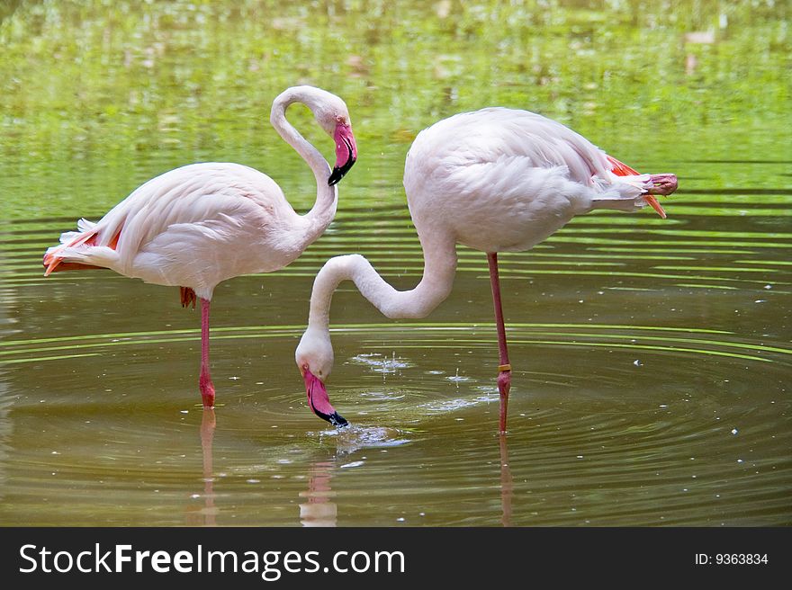 Two flamingos relaxing in the pond.