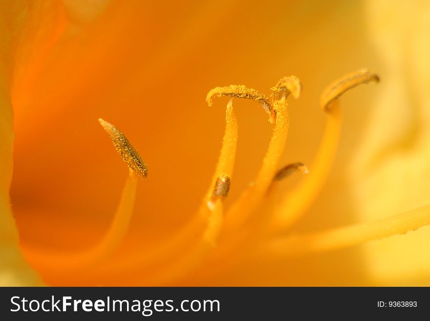Flower Blossom, Orange Daylily Hemerocallis fulva