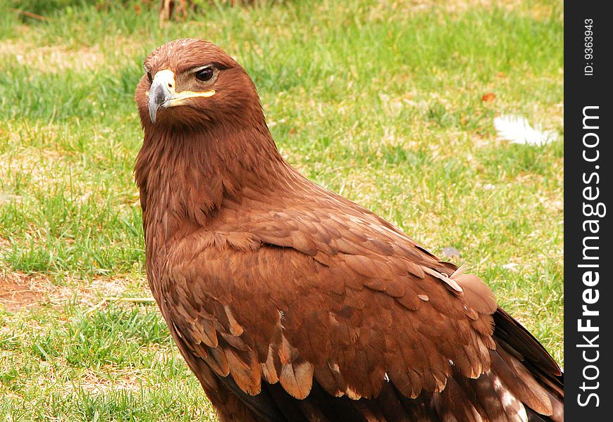 Golden eagle profile, 85cm stretches approximately to large birds, small mammals for food.