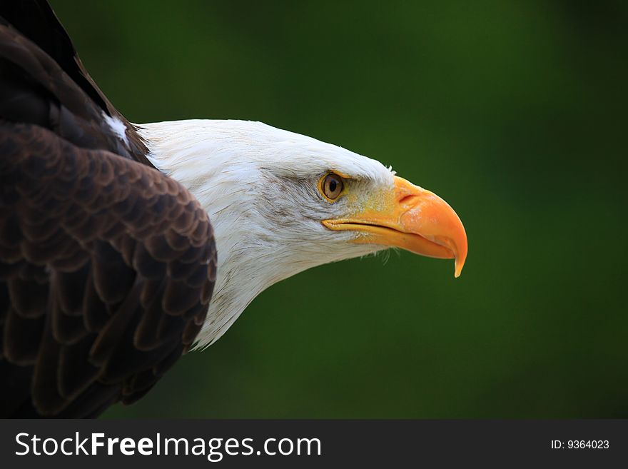 A photo of a white tailed eagle