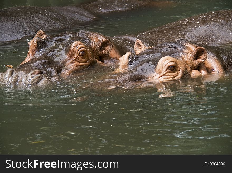 A profile headshot of two hippos in the water. A profile headshot of two hippos in the water.