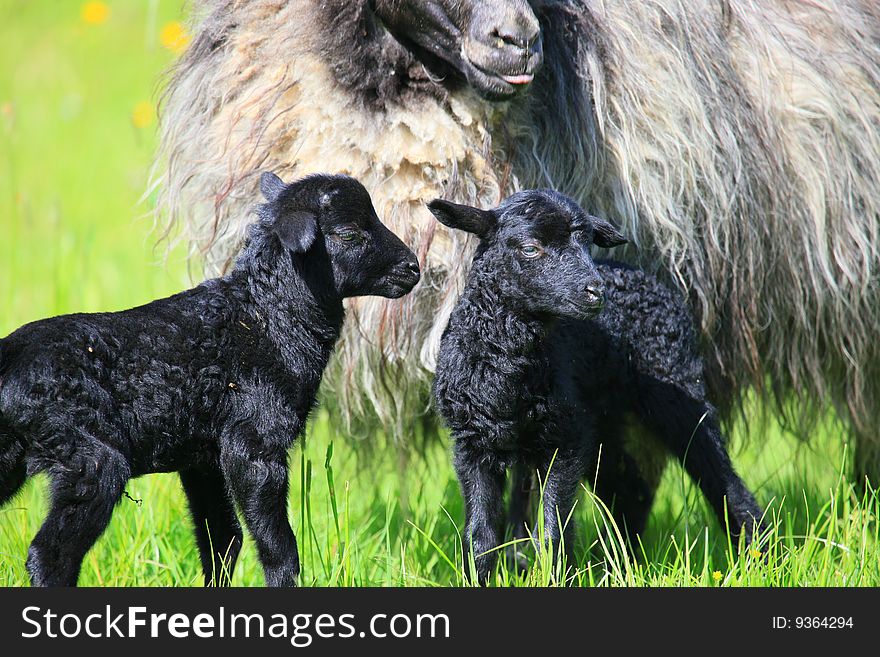 A new born black lamb in spring