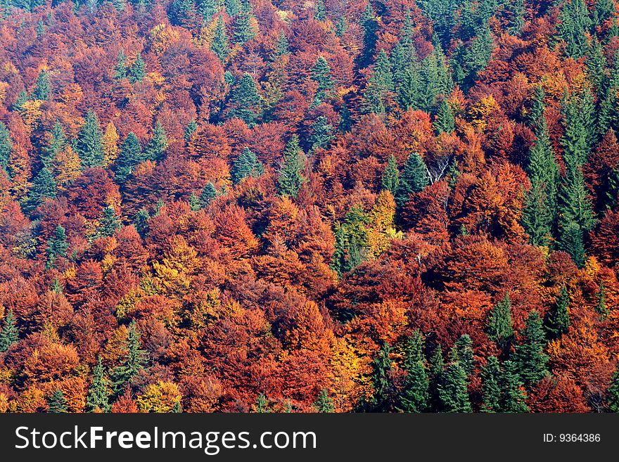 Mixed forest in autumne with red and green trees