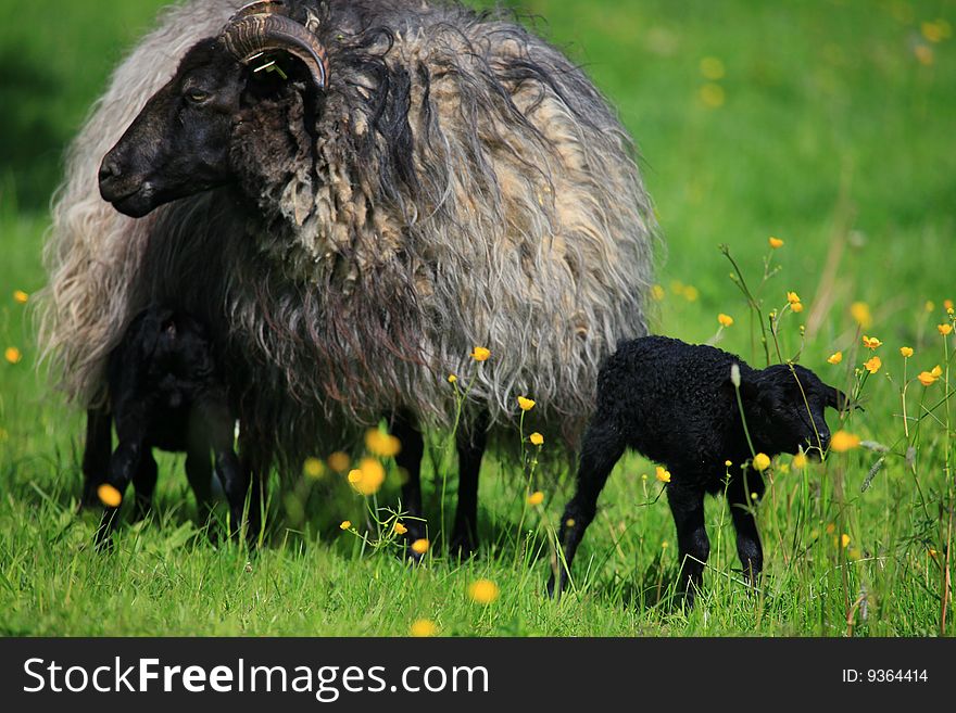 A new born black lamb in spring