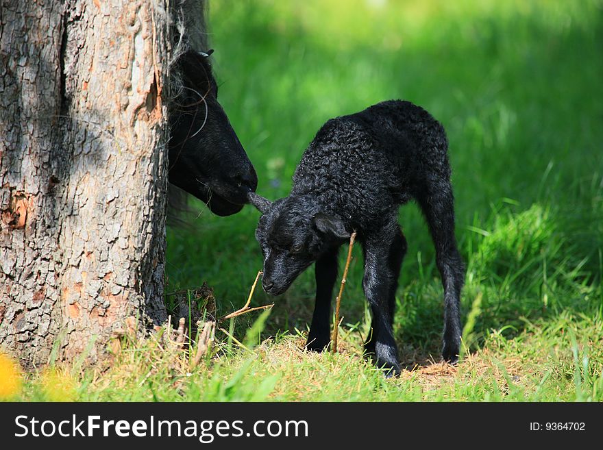 A new born black lamb in spring