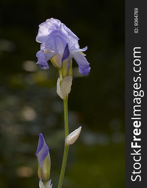 Plant with flower Iris celeste and gemmate