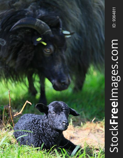 A new born black lamb in spring