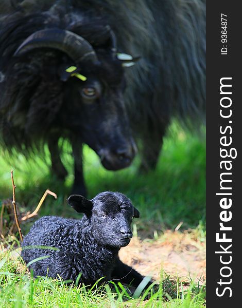 A new born black lamb in spring
