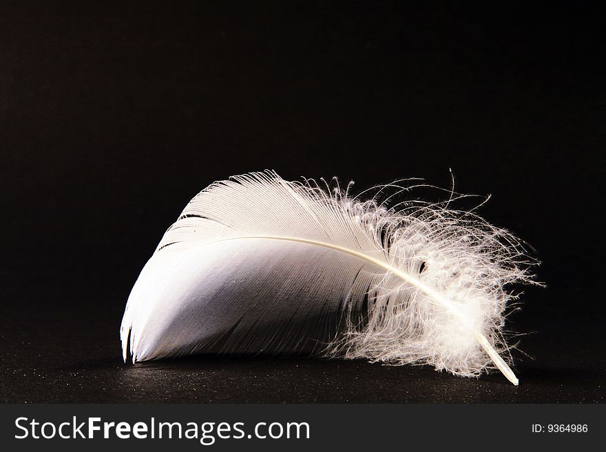 A photo of a swan feather