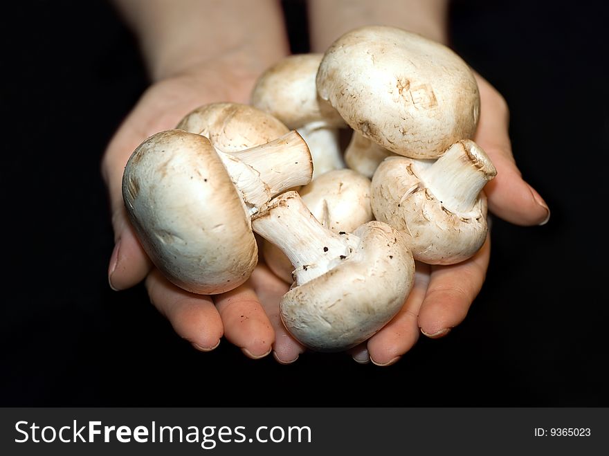 Female hands offering champignons, isolated on black