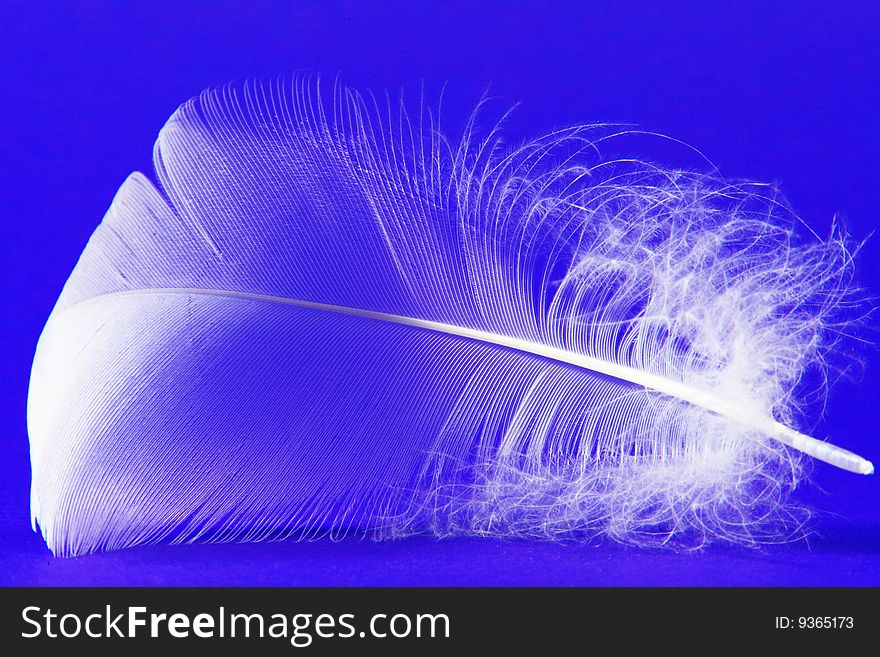 A photo of a swan feather