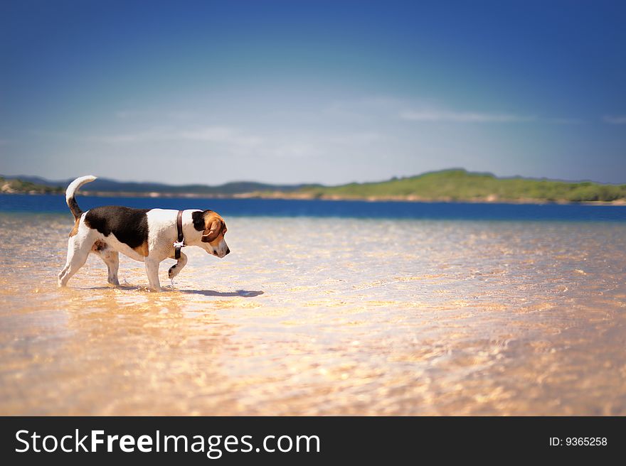 Beagle dog walking in the sea. Beagle dog walking in the sea
