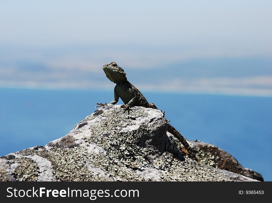 Table mountain
Cape town
Curious Lizard