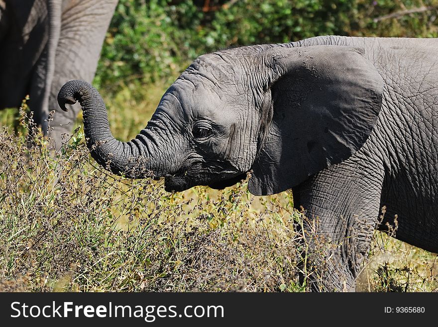 The African Bush Elephant (Loxodonta africana) is the largest living land dwelling animal, normally reaching 6 to 7.3 meters (South Africa). The African Bush Elephant (Loxodonta africana) is the largest living land dwelling animal, normally reaching 6 to 7.3 meters (South Africa)