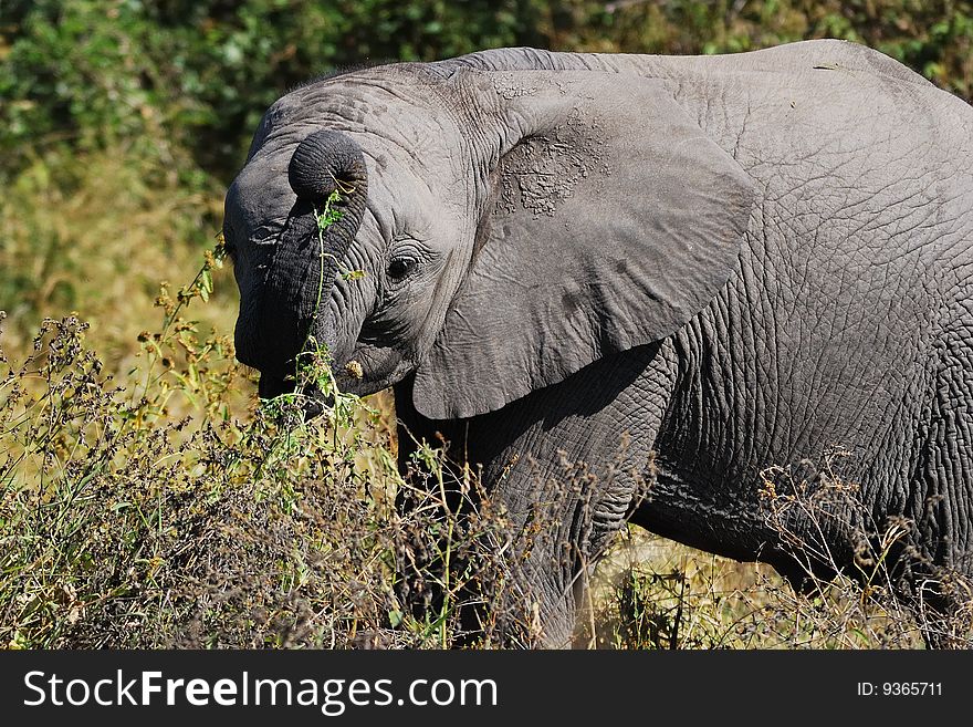 The African Bush Elephant (Loxodonta africana) is the largest living land dwelling animal, normally reaching 6 to 7.3 meters (South Africa). The African Bush Elephant (Loxodonta africana) is the largest living land dwelling animal, normally reaching 6 to 7.3 meters (South Africa)