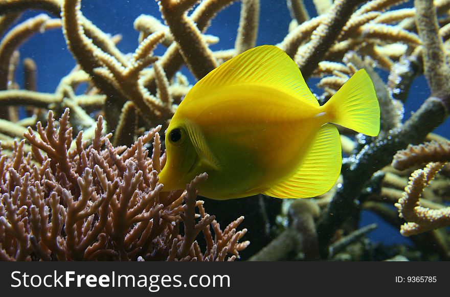 A yellow tang swimming in staghorn coral. A yellow tang swimming in staghorn coral