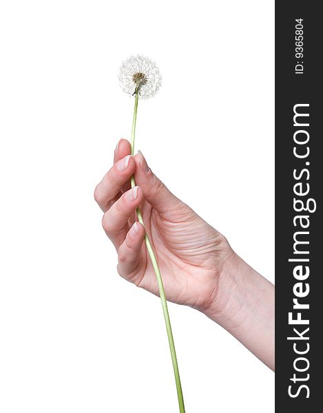 Dandelion in the woman's hand