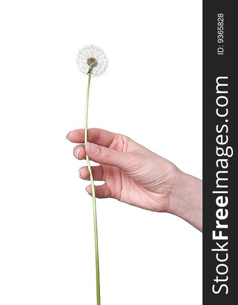 Dandelion in the woman's hand