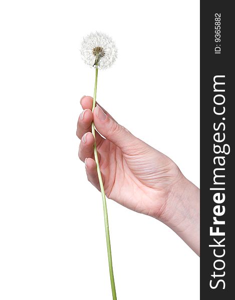 Dandelion in the woman's hand