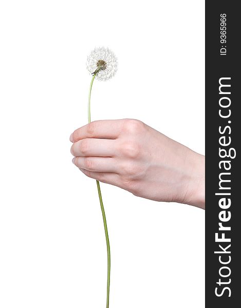 Dandelion in the woman's hand