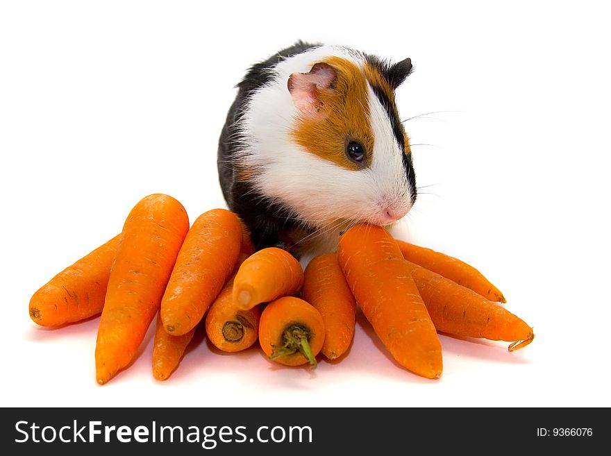 Guinea-pig and carrots isolated on a white background