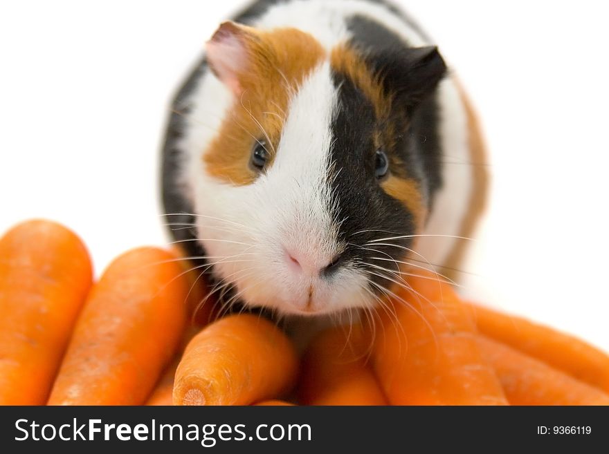 Guinea-pig and carrots isolated on a white background