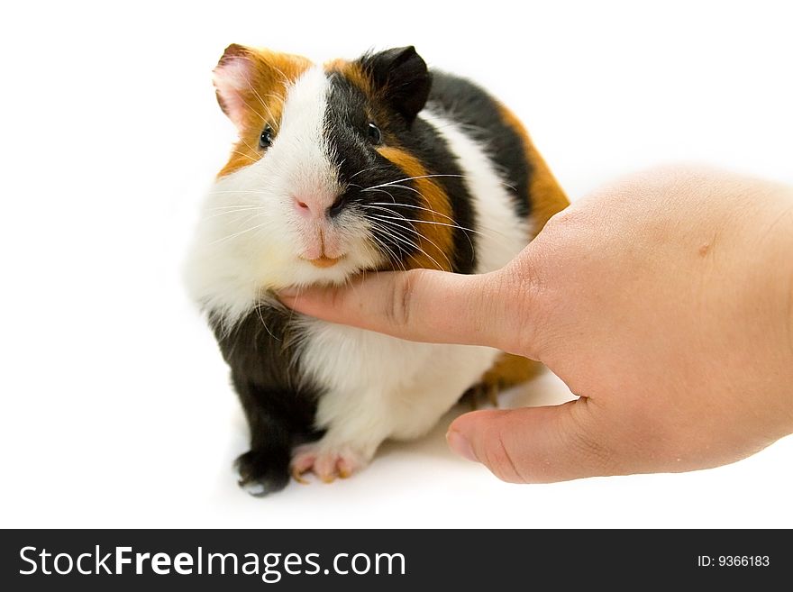 Guinea-pig isolated on a white background