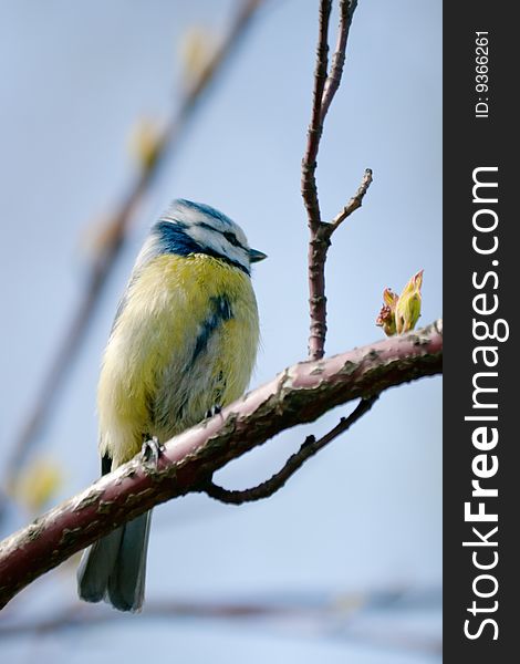 The titmouse sits on the branch with fresh leaves selective focus