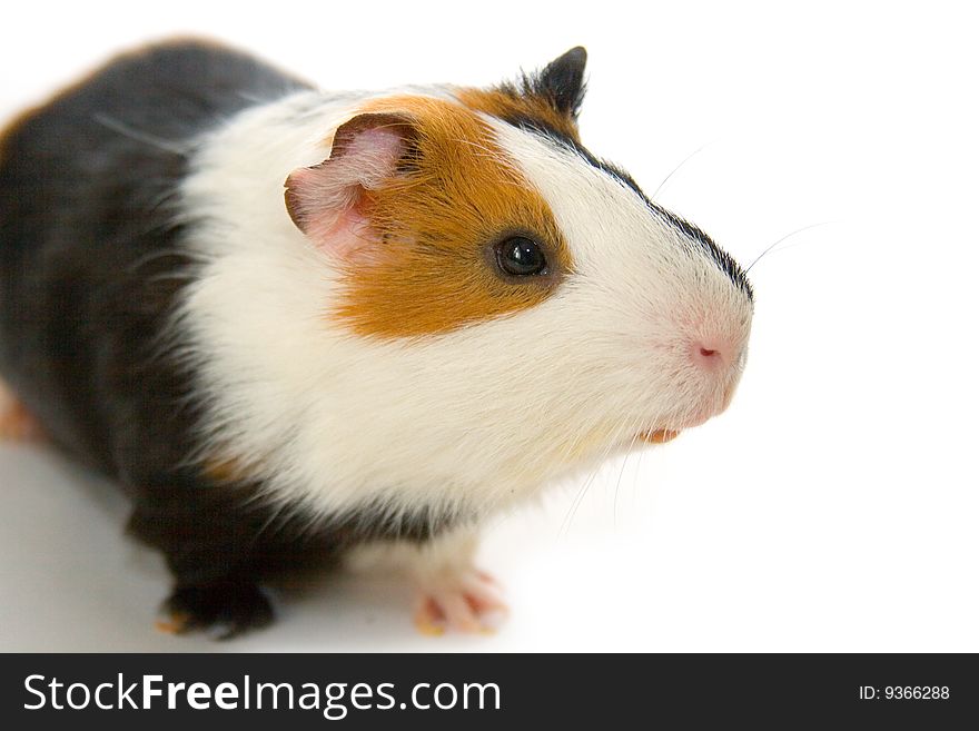 Guinea-pig isolated on a white background