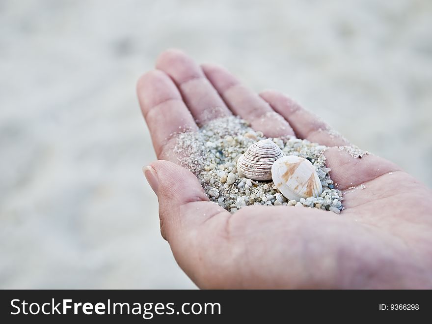 Two types of seashell on women hand. Two types of seashell on women hand