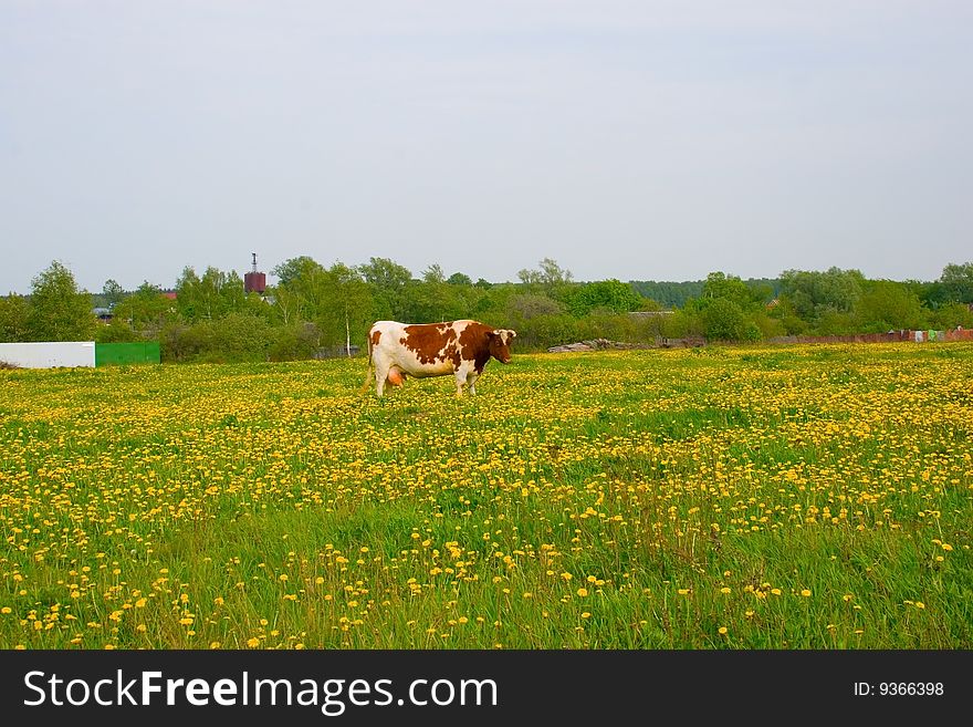 Cow in the field in a summer day