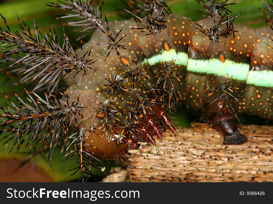 Tropical Caterpillar