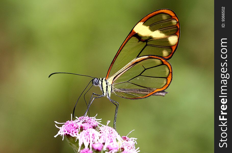 Closeup of a tropical butterfly (Venezuela, South America). Closeup of a tropical butterfly (Venezuela, South America)