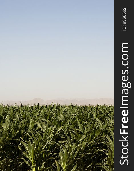 Hearty corn crop in dry dusty desert farm field. Hearty corn crop in dry dusty desert farm field