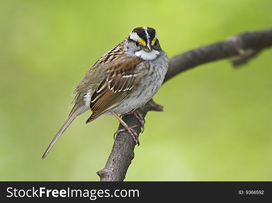 White-throated Sparrow (Zonotrichia albicollis), White-stripe Morph