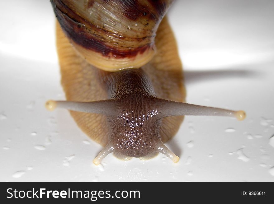 Giant african snail Achatina reticulata (big african)