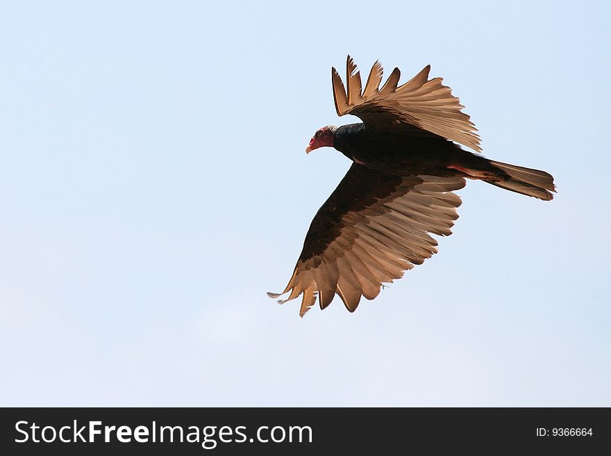 Turkey Vulture (Cathartes aura)  (Venezuela, South America)