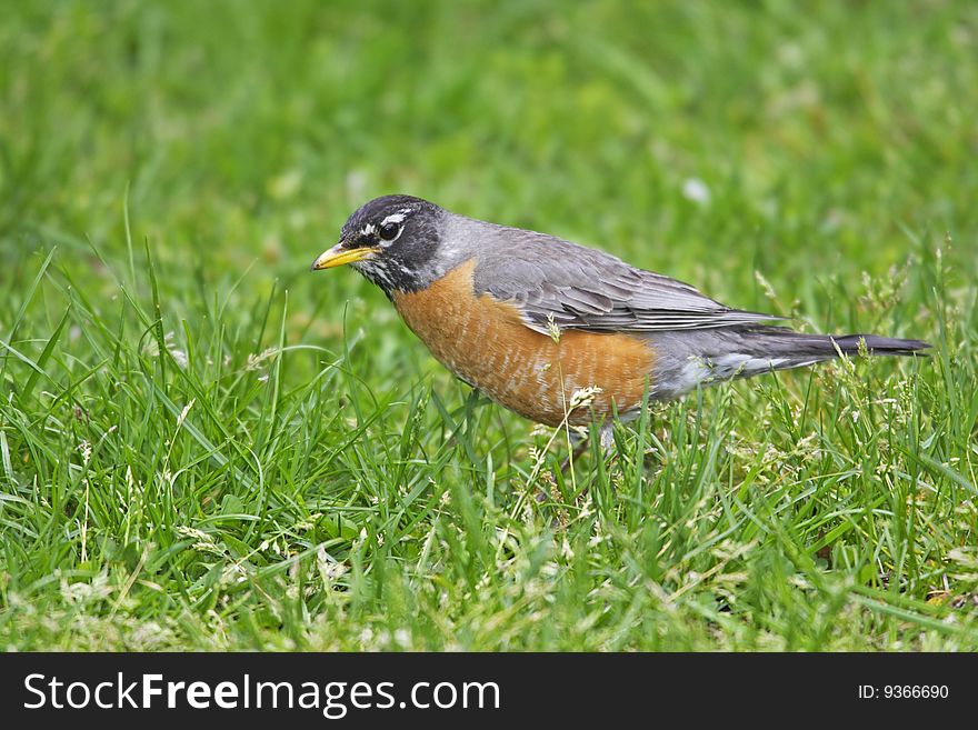 American Robin (Turdus migratorius migratorius) on grass geeding