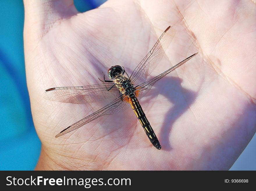 A dragonfly in human hand. A dragonfly in human hand