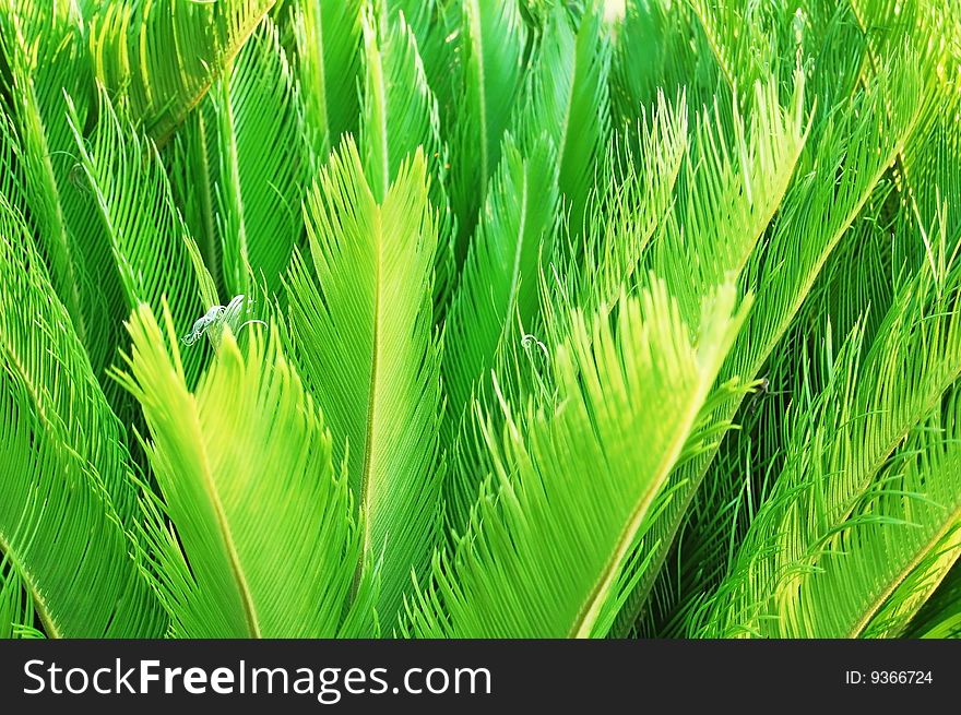 Green new leafs from a sago palm or cycad