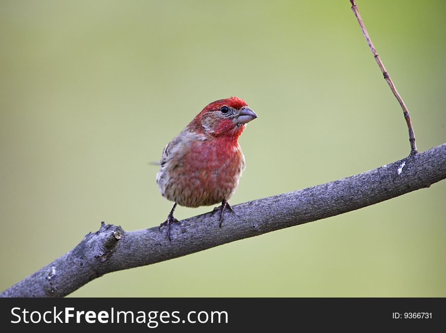 House Finch (Carpodacus mexicanus frontalis)